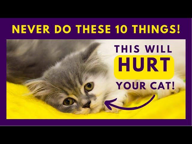 10 Things You Should Never Do to Your Cat