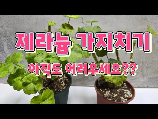 제라늄 가지치기시 주의할점과 삽목 방법#제라늄키우기#가드닝#베란다정원#가지치기#gardening #삽목#꿀팁