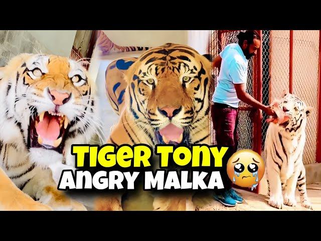 Tony Ko Malka Ny Mara ab gussy main betha ha | Asif Shero wala