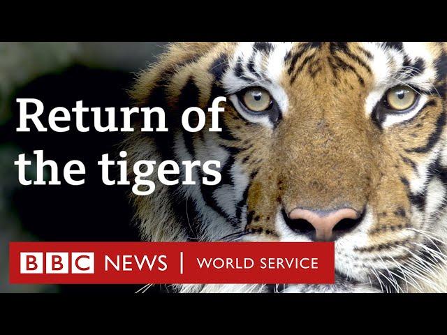 How Nepal is saving its tigers - BBC World Service Documentaries