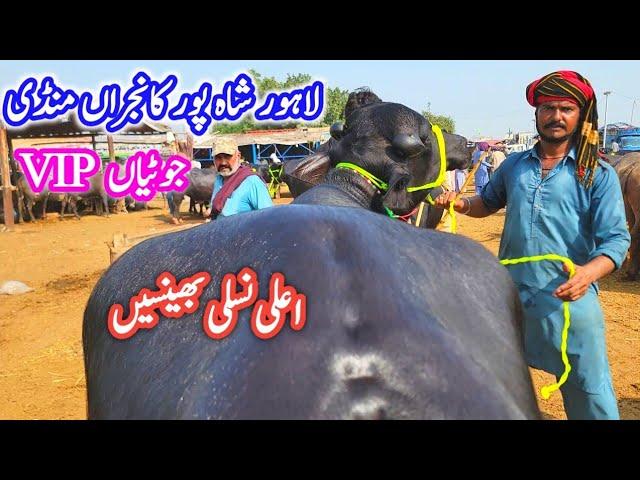 Lahore Cow Mandi TOP-CLASS Jhotian | Kala BRAND (Nili) Buffalo Farming Plan| (Heifers) Dairy Farming