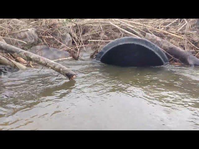 The beavers packed in so much mud no water could escape there beaver dam the drainpipe was dry