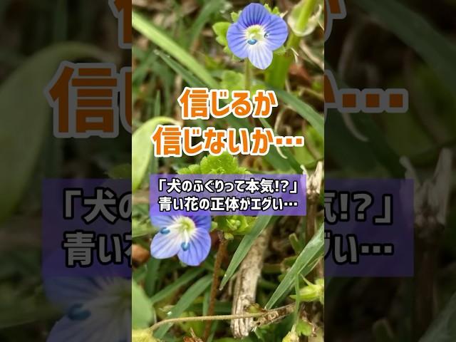 「犬のふぐりって本気!?」田舎道に咲く青い花の正体がエグい…【雑草の深すぎる世界】　#野草　#花言葉 #元気が一番　#yahoo