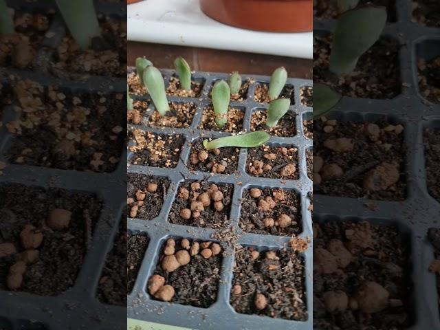 Baby Echeveria Leaf Cutting Propagation