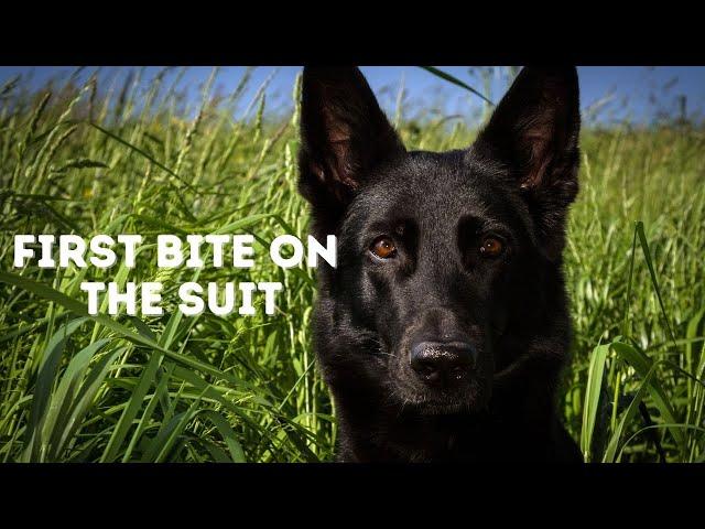 How to Introduce the Bite Suit, Malinois First Bite | Grassroots K9