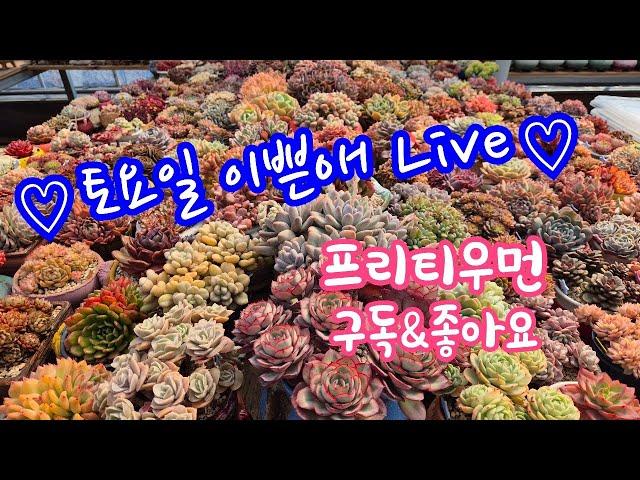 25.4.12.토요일 이쁜애 이쁜다육 이쁜화분 만나보실께요