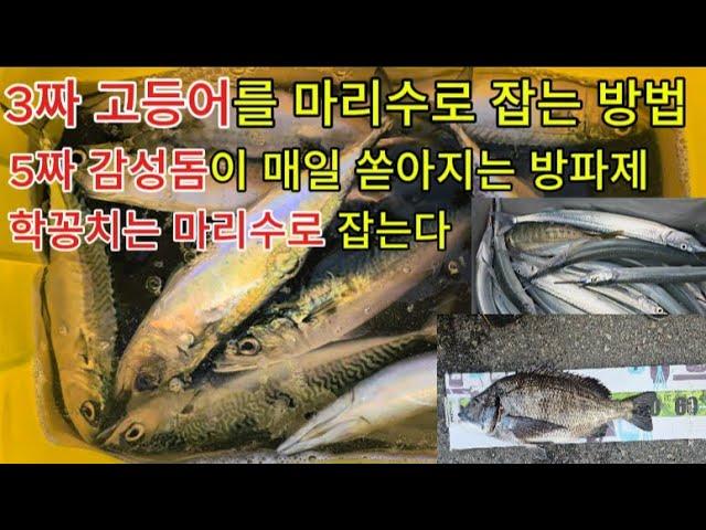 3짜 고등어 학꽁치 마리수 5짜 감성돔