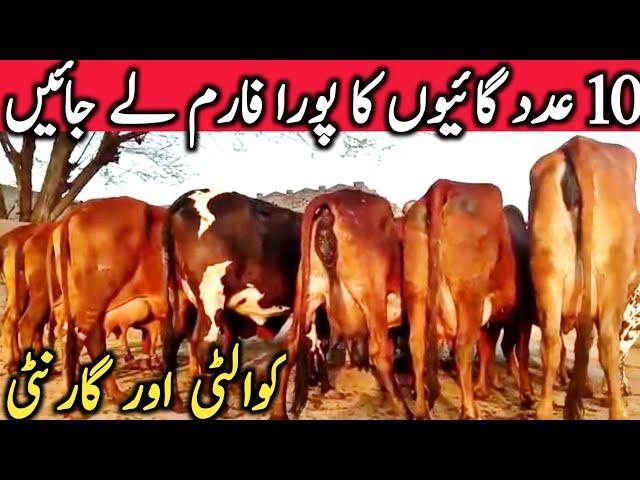 Best Quality Cholistani Sahiwal Cow Farm Near Luden Cow Mandi Hasil Pur || Global Village Farming