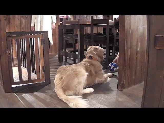 Natto [Golden Retriever Japan]