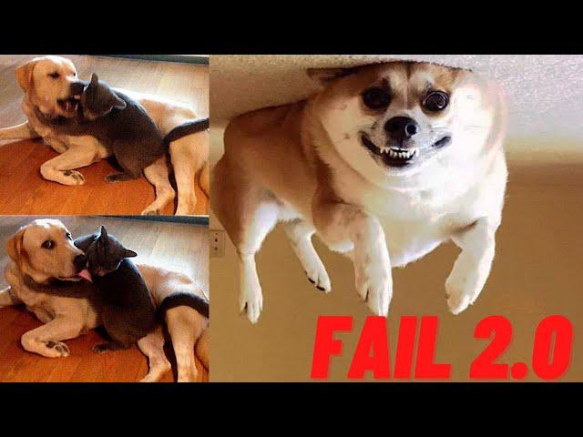 Try Not To Laugh Challenge - Funny Cat & Dog Vines Compilation #2 2020