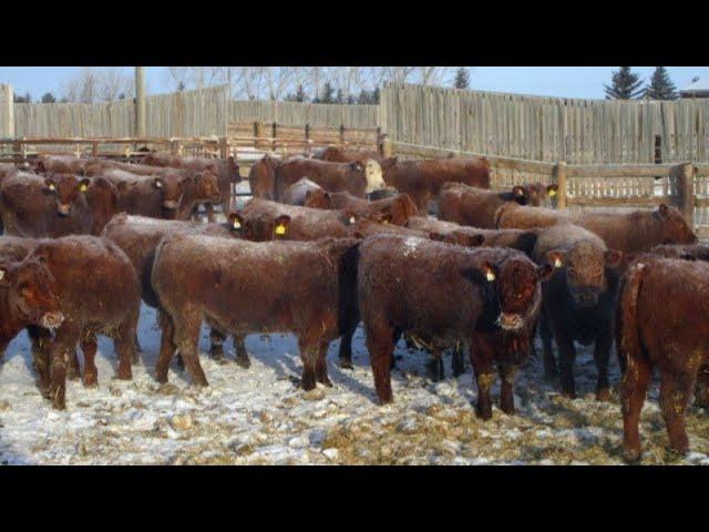 Helland Land & Cattle Co. Ltd. - 965# February Delivery Steers - 65 Head (Lomond, AB)