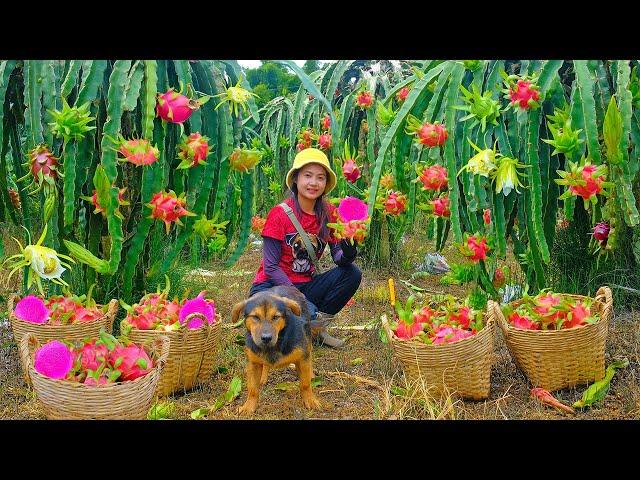 Harvest Red-Fleshed Dragon Fruit Goes To Market Sell , Weed, Fertilize Colombian Passion Fruit, Farm