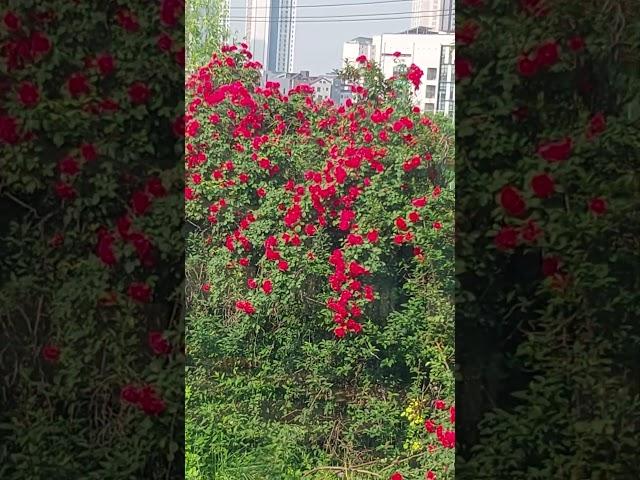 #한국힐링대학교 #힐링강사양성국내1위 #한국시니어모델협회 #100세현역 #힐링웃음치매예방 #장미꽃한송이김란영