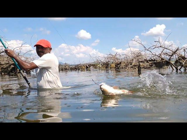 Best Single Hook fishing|Fisherman Catching Rohu fishes in River by Big Hook|Incredble Hook fishing