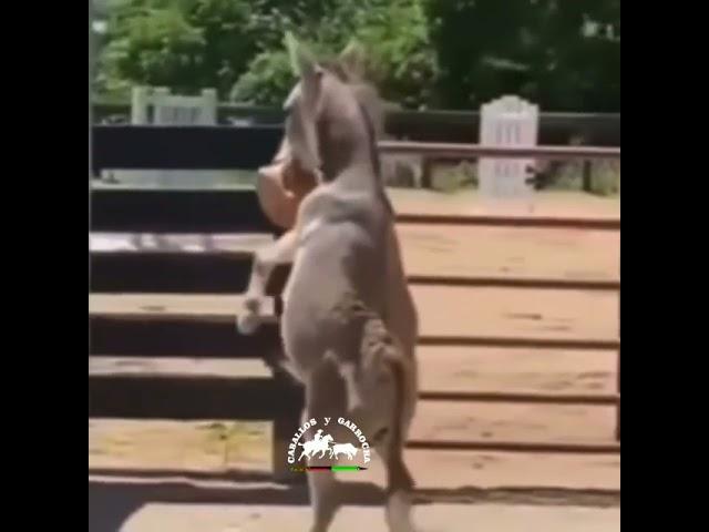 burro bailarín