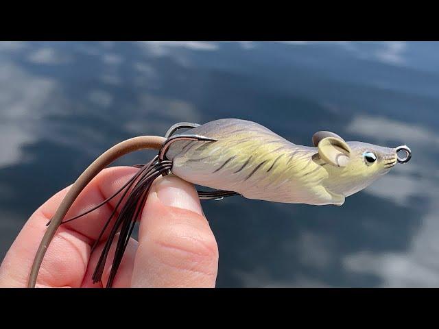 Can this MOUSE catch GIANT FISH? (topwater blow-ups!)