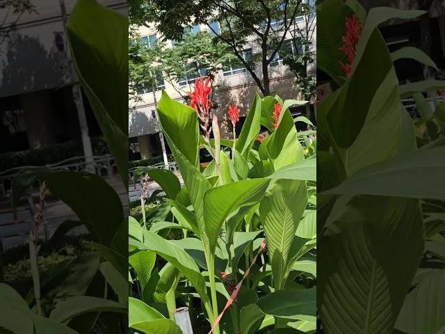 셀비아