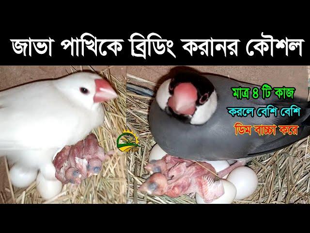 Java birds breeding tips# জাভা পাখির ব্রিডিংয়ের সিক্রেট টিপস