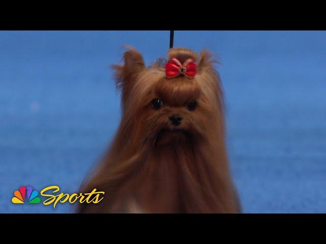 National Dog Show 2024: Toy Group (Full Judging) | NBC Sports