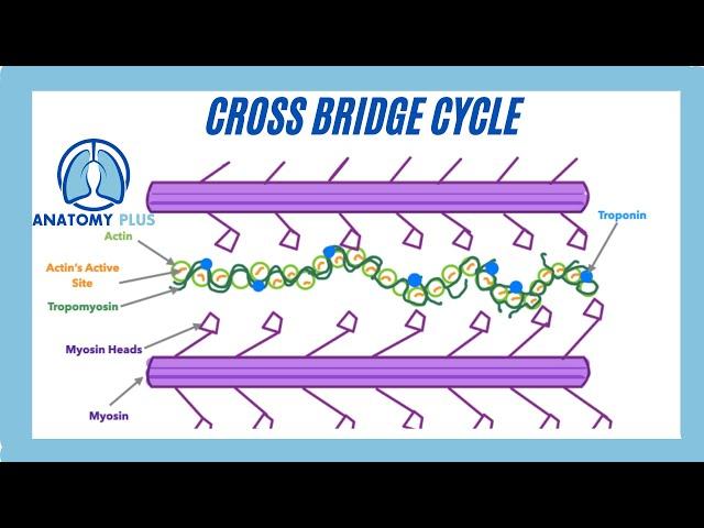 Cross Bridge Cycle Made Simple