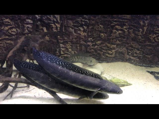 Emperor snakehead