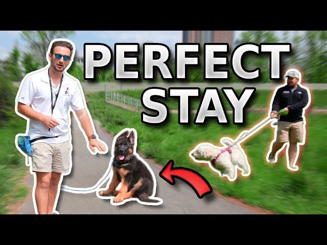 Teach Your Puppy A PERFECT Stay