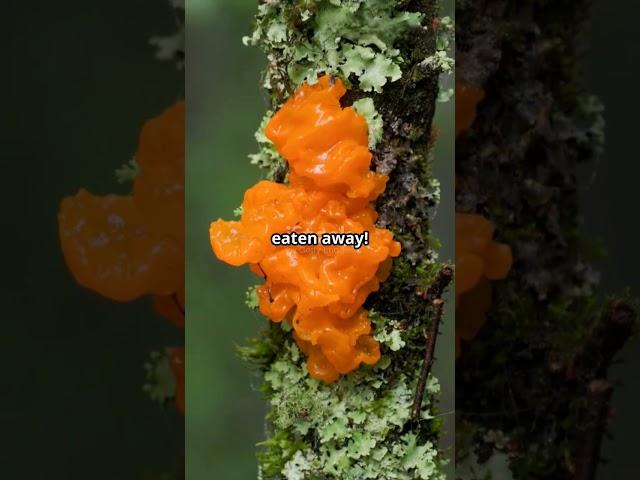 The hidden power of fungi! #explore #facts #sciencefacts #nature #naturelovers