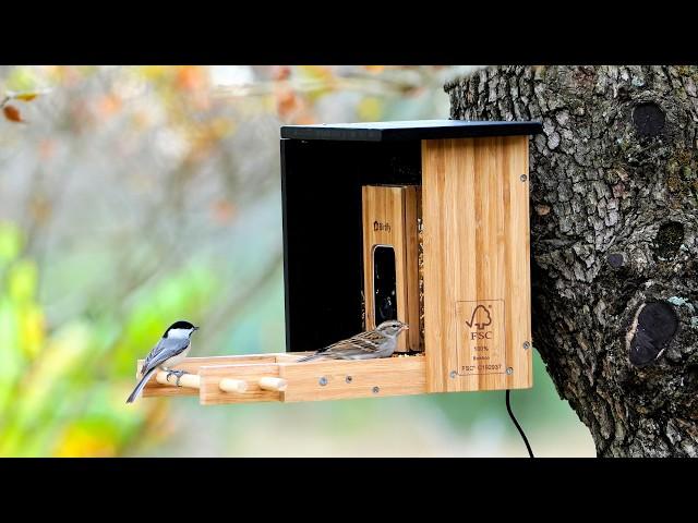 Birdfy Bamboo Bird Feeder Camera. A Really Nice System!