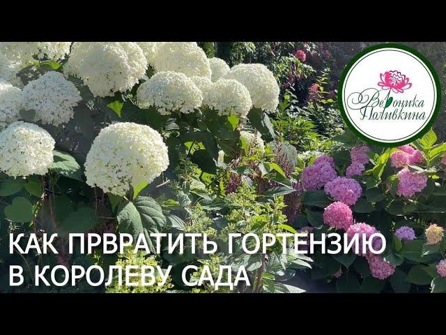 Как превратить гортензию в королеву сада? Удобрение, которое работает