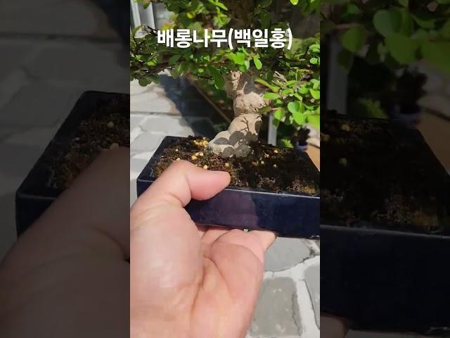 #배롱나무#백일홍#백일홍분재#배롱나무소품#bonsai#소품분재