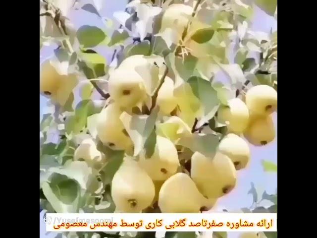 معرفی کسب درآمد میلیاردی از گلابی کاری،نهال گلابی،قیمت نهال گلابی،درآمد میلیاردی