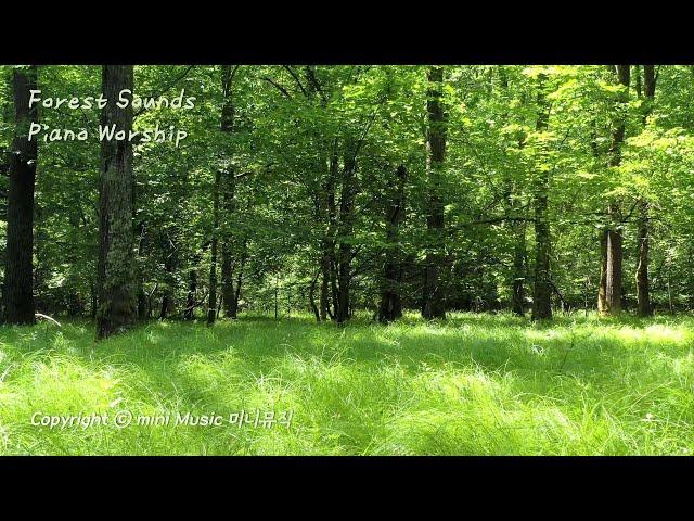 Peaceful & Relaxing Forest Nature Sounds | Background Instrumental | Piano Hymns Worship ASMR