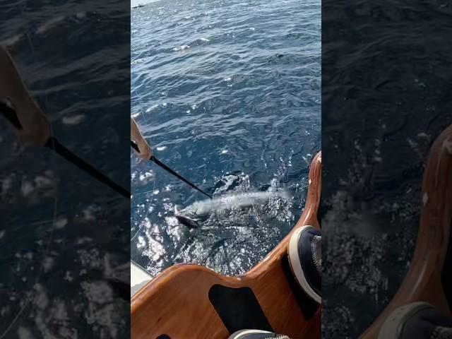 Giant Barracuda Boca Raton Florida #fishing #florida #gopro #barracuda #cuda #gaff #kingfish #shark