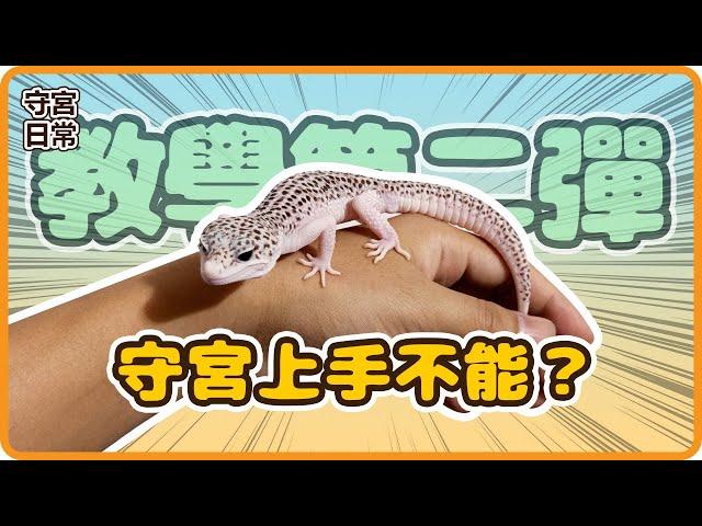 【肥尾守宮】守宮上手就想逃，飼主崩潰到底應該怎麼辦？！ | 【守宮日常】