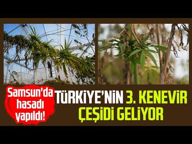 Samsun'da hasadı yapıldı! Türkiye’nin 3. kenevir çeşidi geliyor