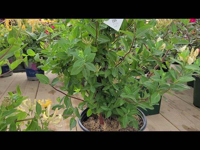 Lonicera 'Scentsation' (Honeysuckle) // Awesome, FRAGRANT, NON-INVASIVE, Long Flowering Vine!