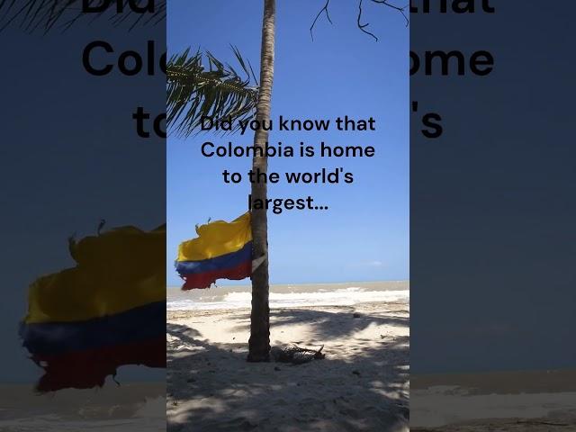 Did you know this about Colombia? Comment below #travel #traveling #vacation #colombia #shorts