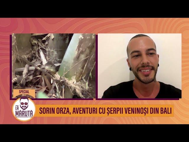 Sorin Orza, aventuri cu șerpii veninoși din Bali