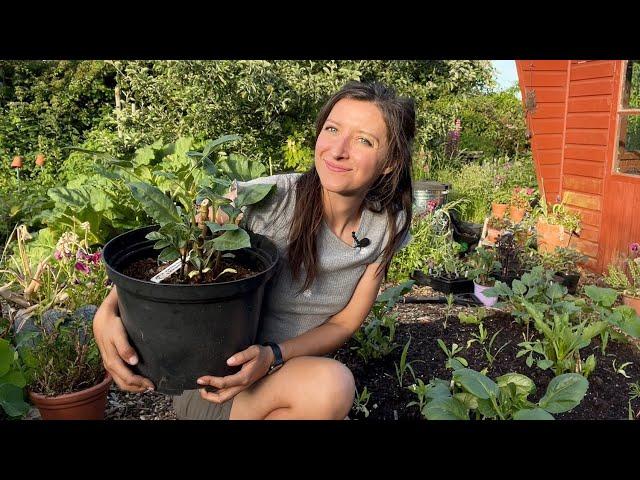 Growing Dahlias / Pinching & Planting / Homegrown Garden