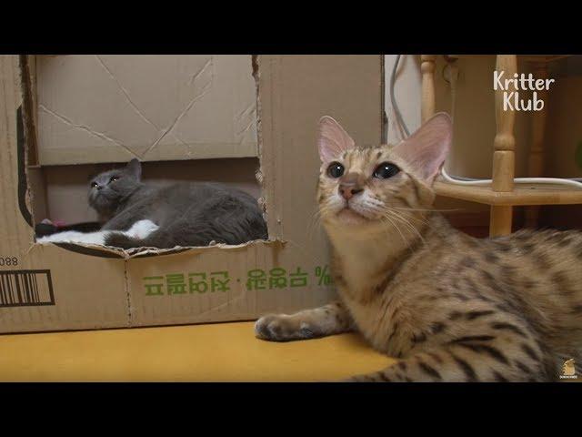 Two Cats Fight To Be The Mom Of Kittens | Kritter Klub