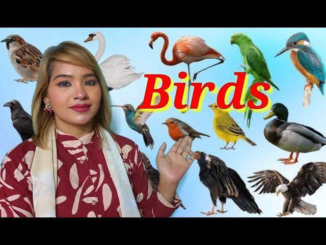 Birds - Paragraph