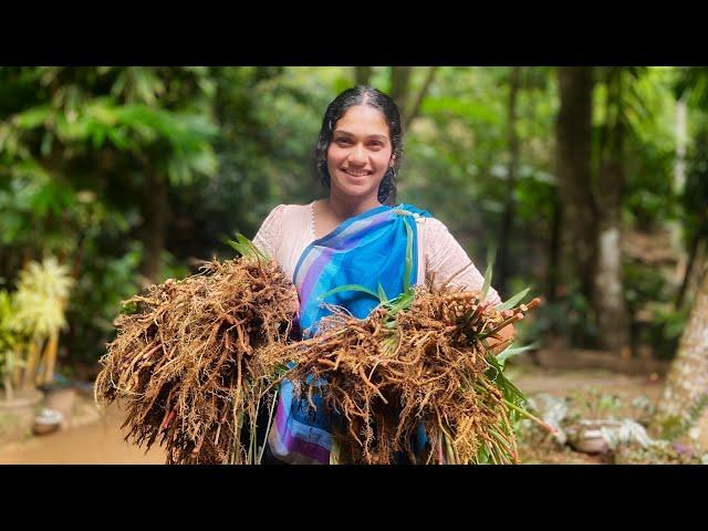 Harvesting Ginger 🫚 Making delicious traditional dishes & drinks