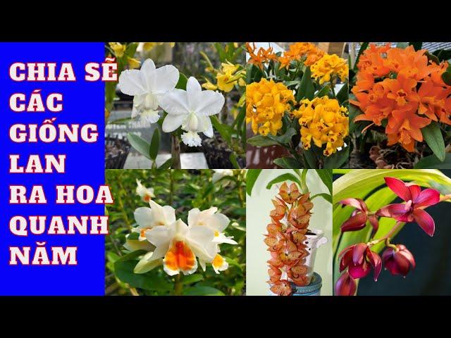 Chia sẽ các giống lan ra hoa quanh năm