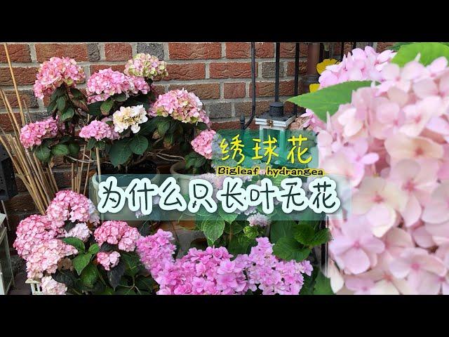 夏季绣球花养护要点/Hortensien /绣球种植两大误区/为什么只长叶而无花/花期中是否需要施肥/你对绣球花了解多少/10.07.2023