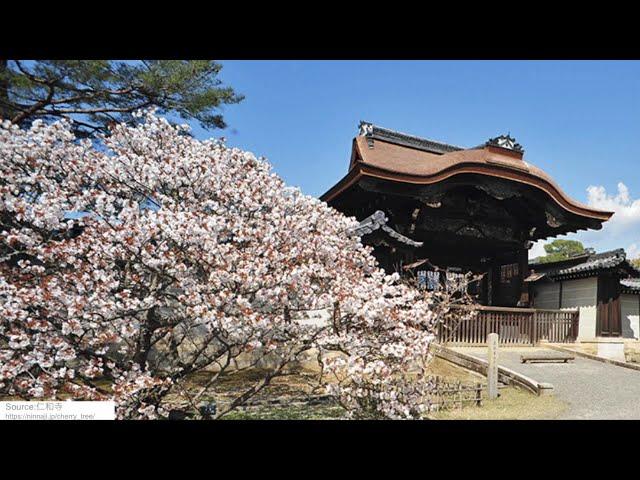 2025 Popular Cherry Blossoms Spots in Japan   The most popular Sakura spots!