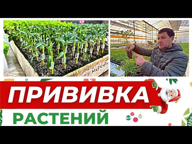 ТЕХНОЛОГИЯ ПРИВИВКИ РАСТЕНИЙ #теплица #рассада #агробизнес