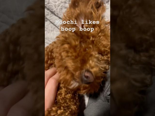 Moochi likes boop boop #puppyvideos #puppylove #puppylife #poodlelover