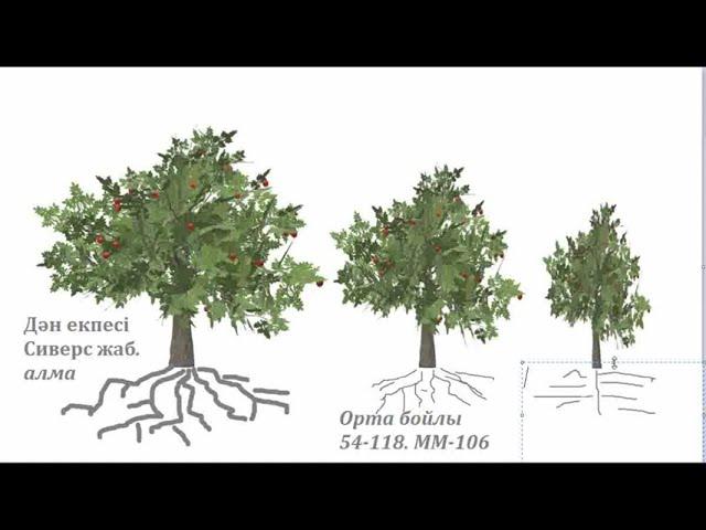 ЖЕМІС АҒАШТАРЫНЫҢ ӨСУ ДЕҢГЕЙІ ЖӘНЕ ТАМЫР ЖҮЙЕСІ. | Силы роста и корневая система плодовых деревьев|