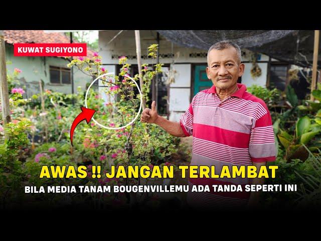 Awas !! Jangan Terlambat Bila Media Tanam Bougenvillemu Ada Tanda Seperti Ini