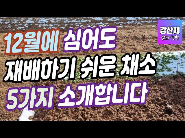 [텃밭] 12월에 심고 가꾸기 쉬운 작물 5가지 입니다